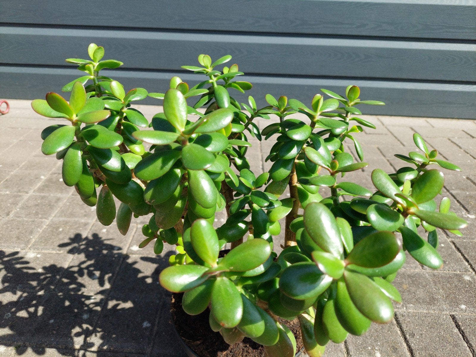 Crassula Ovata - Jadeplant / Geldboom, Ophalen of Verzenden