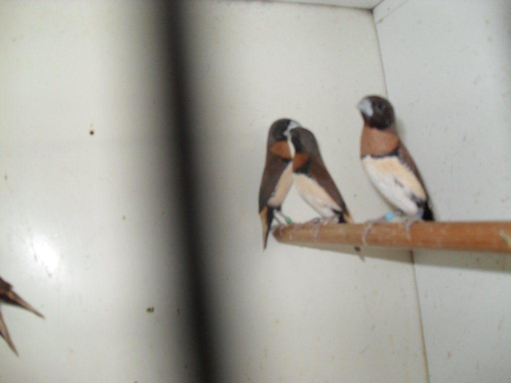 div vogeltjes, Dieren en Toebehoren, Vogels | Overige Vogels, Meerdere dieren