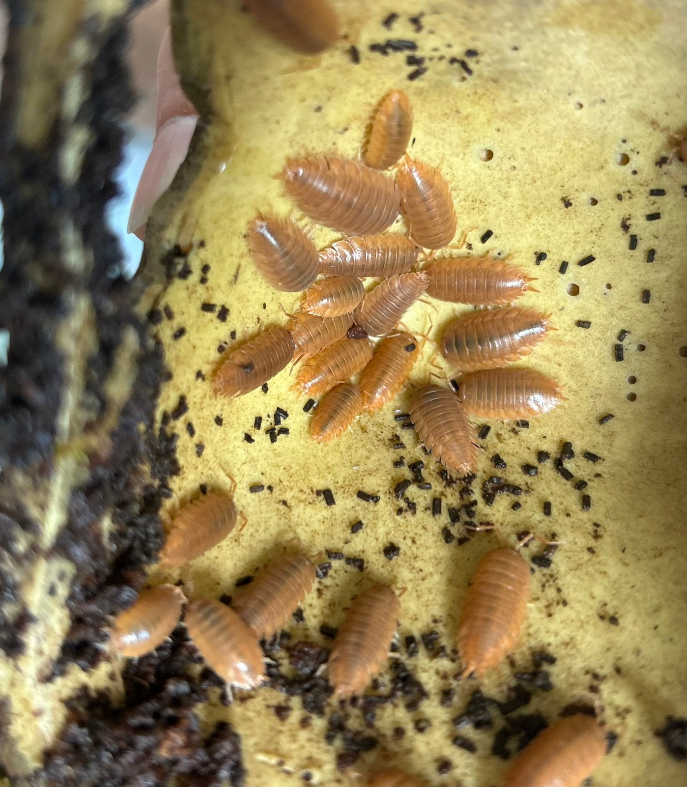 Porcellio leavis orange pissebed, Overige soorten