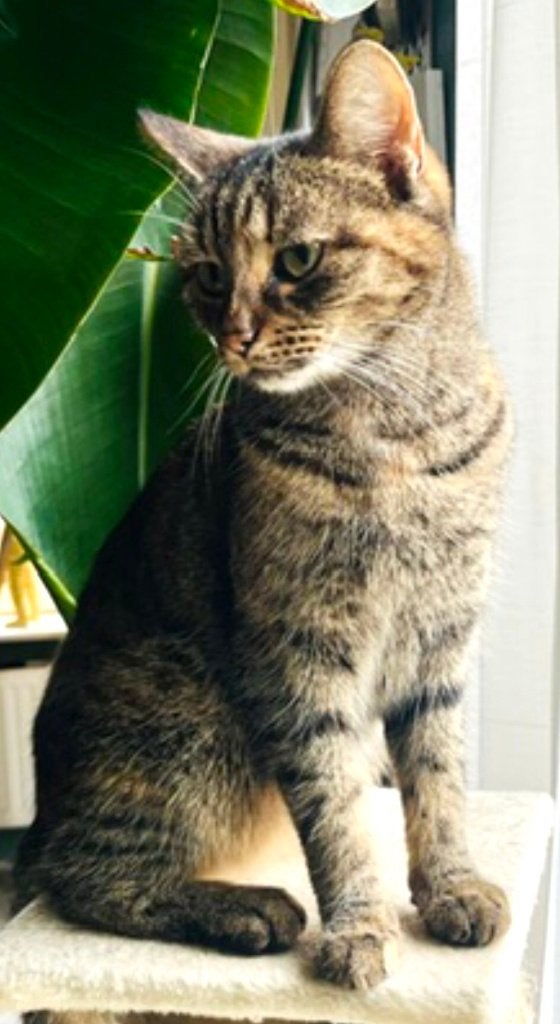 Mia vermist in Aldeboarn ( Friesland), Kat