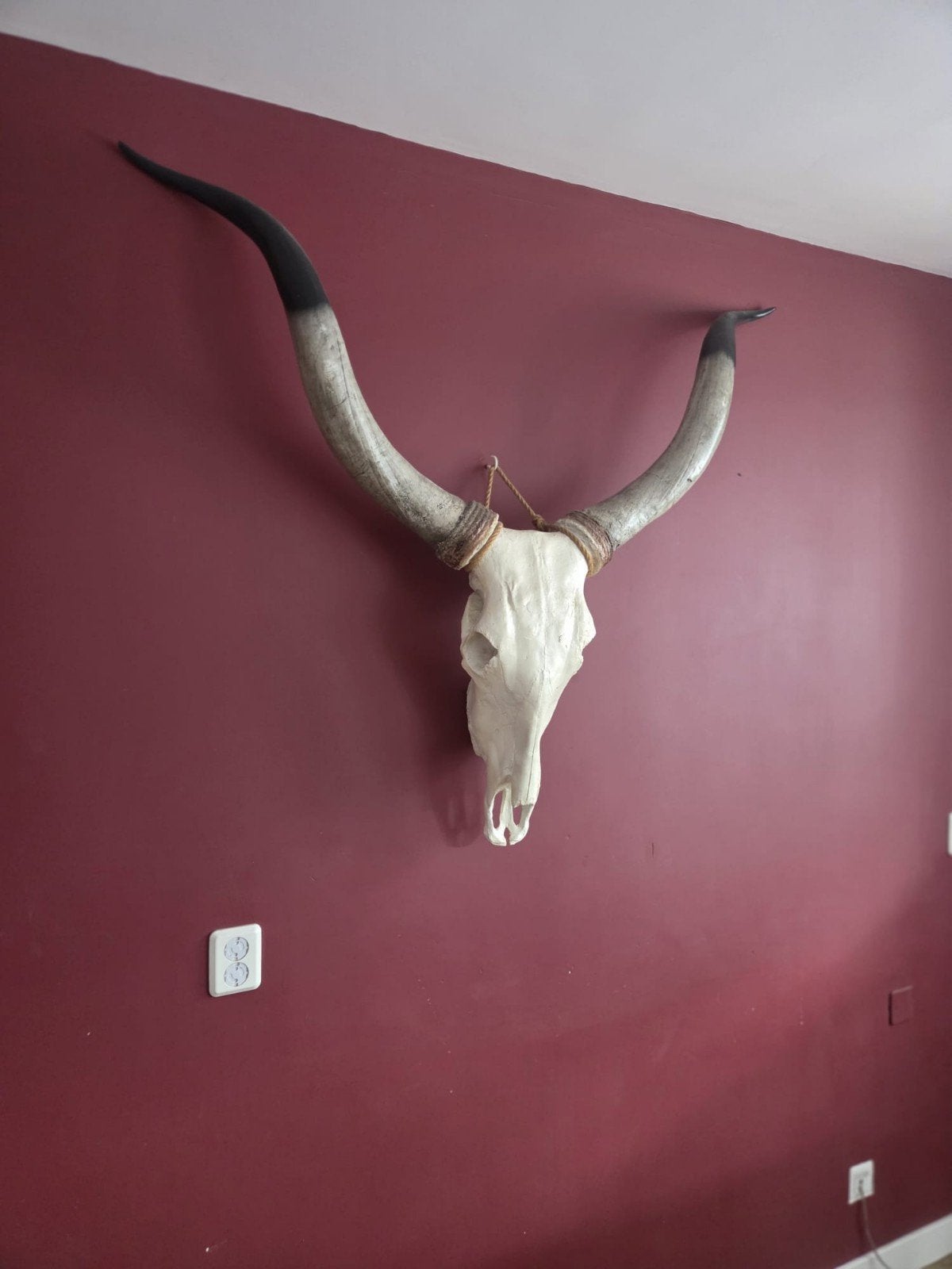 Decoratieve schedel met hoorns, Ophalen