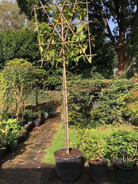 Scherm Laurier , meer dan 3 meter hoog . van grond tot begin, Overige soorten, 250 tot 400 cm, Zomer, Ophalen