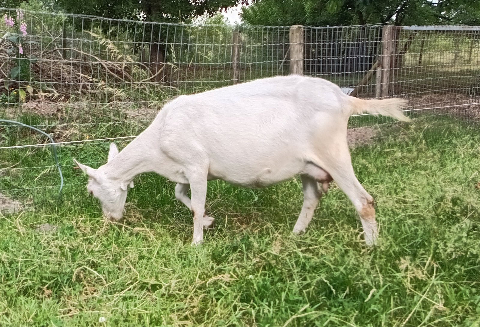 Witte geit, Dieren en Toebehoren, Schapen, Geiten en Varkens, Vrouwelijk, Geit