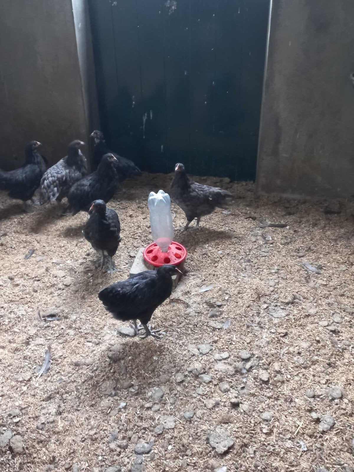 Australorp hennen te koop 10 weken
Mooie Australorp hennen v, Dieren en Toebehoren, Pluimvee