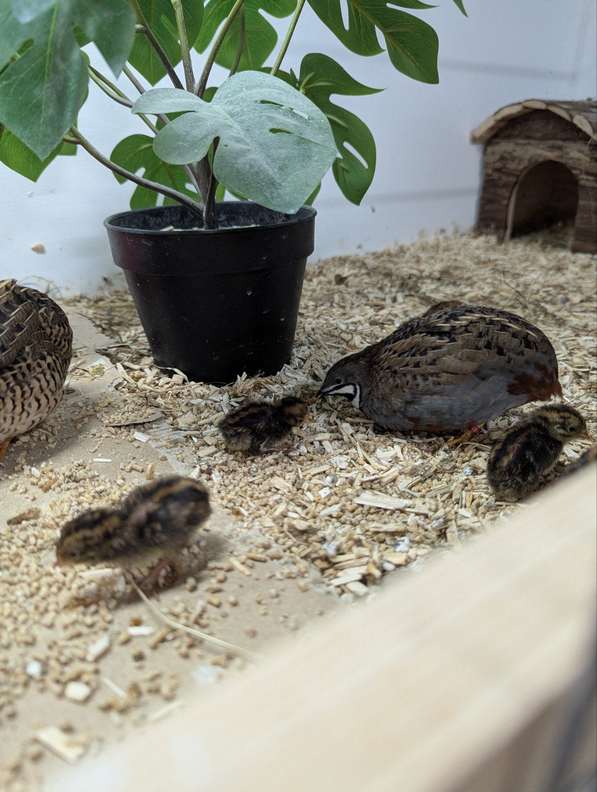 Chinese dwerg kwartels natuurbroed koppels, Dieren en Toebehoren, Pluimvee
