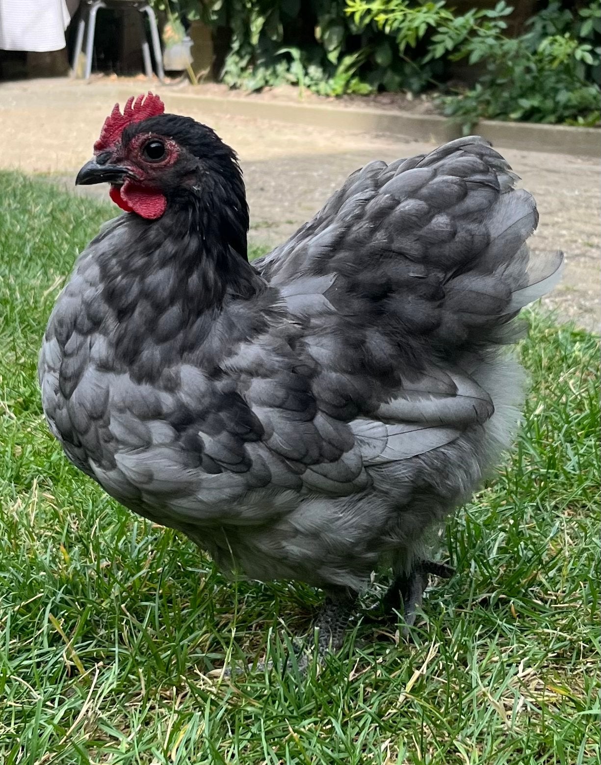 Jong Orpington kriel haantje, Dieren en Toebehoren, Pluimvee, Mannelijk, Kip