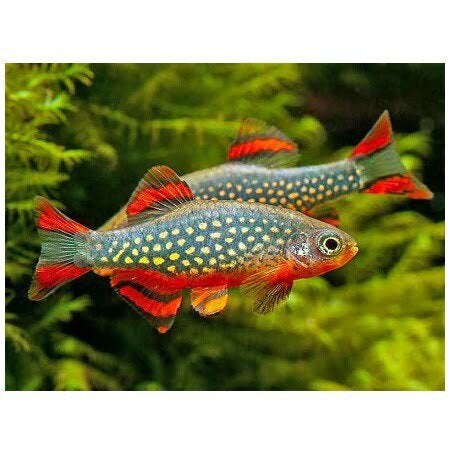 Kweekgroep Rasbora galaxy, Vis