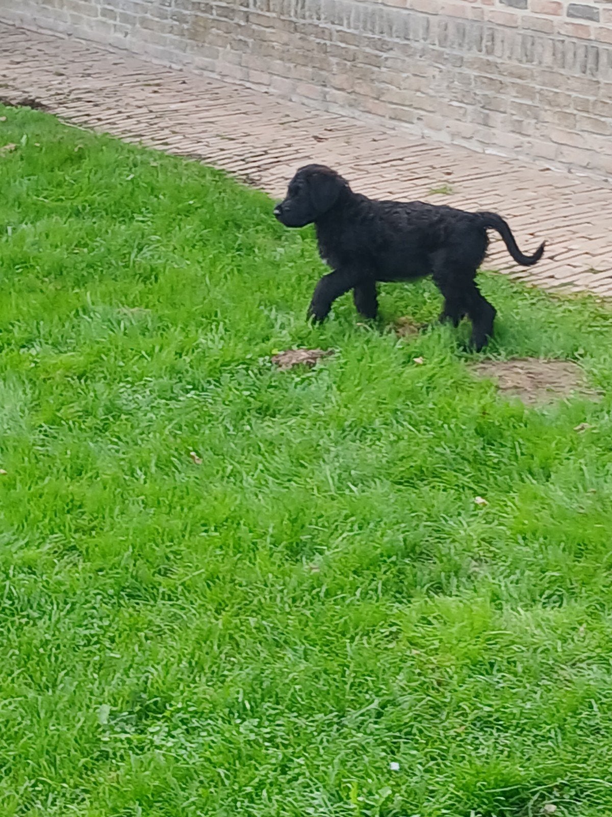 Te koop nestje mooie zwarte bouvier pups mogen nest verlaten, 8 tot 15 weken, Meerdere, Meerdere dieren, Herder