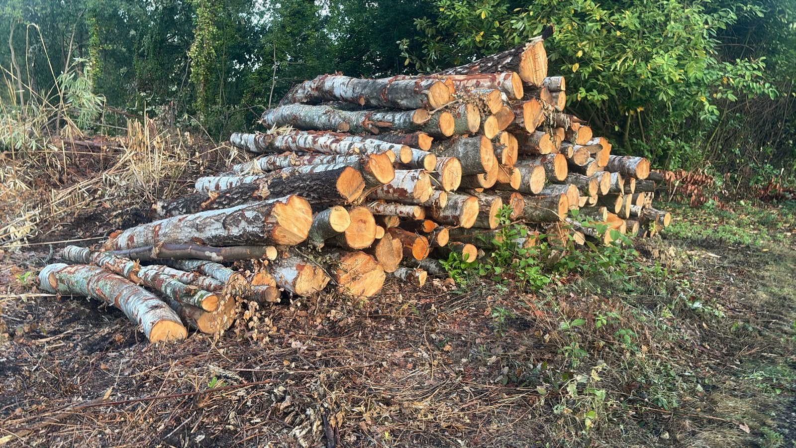 Brandhout stammen 3 meter als en berk, 6 m³ of meer, Ophalen, Overige houtsoorten, Stammen