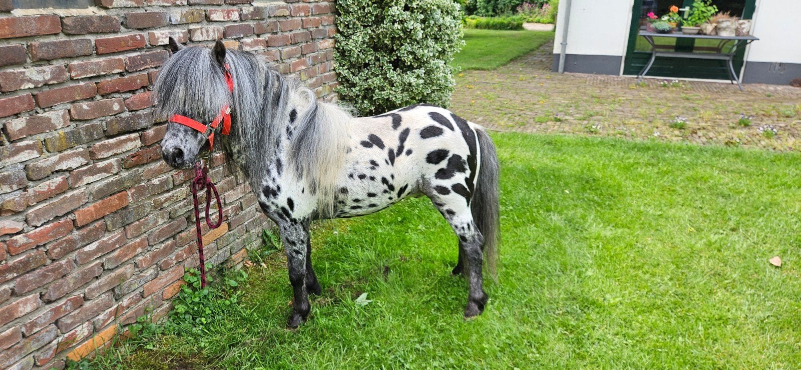Appalosa hengst, Dieren en Toebehoren, Hengst