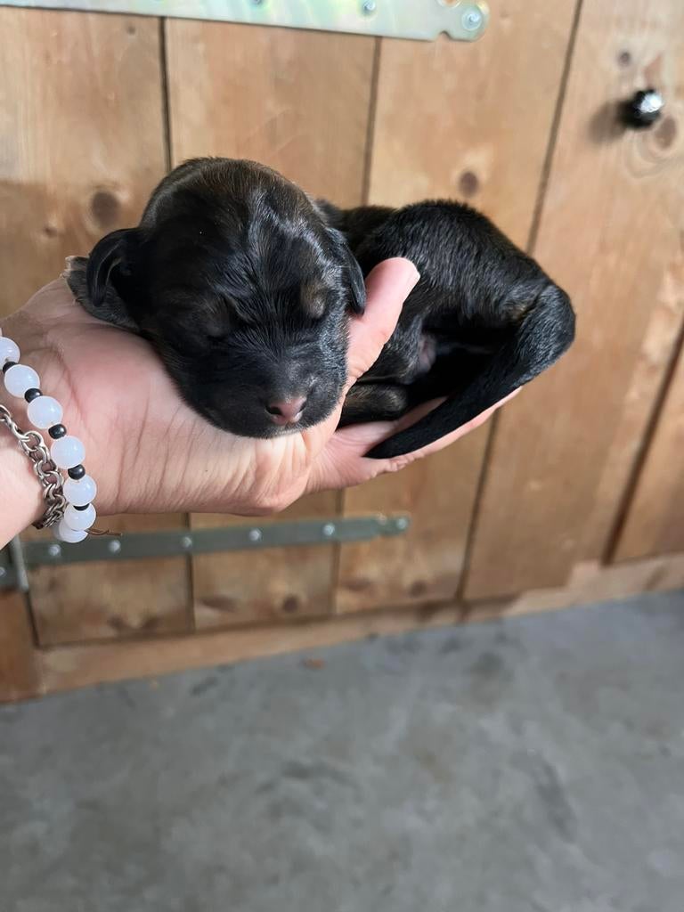 Lieve, bernedoodle pups, Labradoodle, goldendoodle, Dieren en Toebehoren, Honden | Niet-rashonden, Parvo, 8 tot 15 weken, Groot