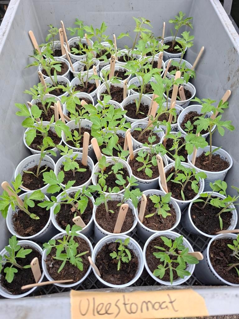 Marmande vleestomaten, Ophalen, Eenjarig, Groenteplanten, Volle zon