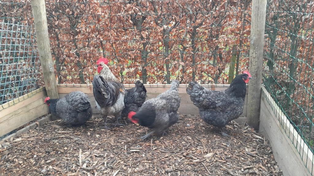 Broedeieren Bleu de Landes, Dieren en Toebehoren, Pluimvee, Geslacht onbekend, Kip