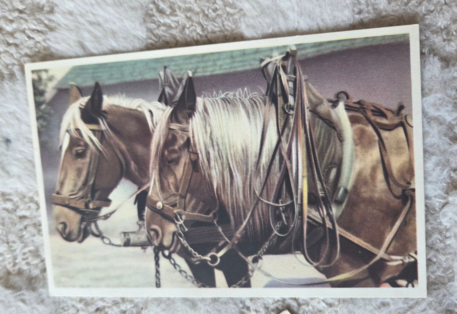 Oude postkaart: Twee trekpaarden, Verzenden, 1940 tot 1960, Gelopen, Paard