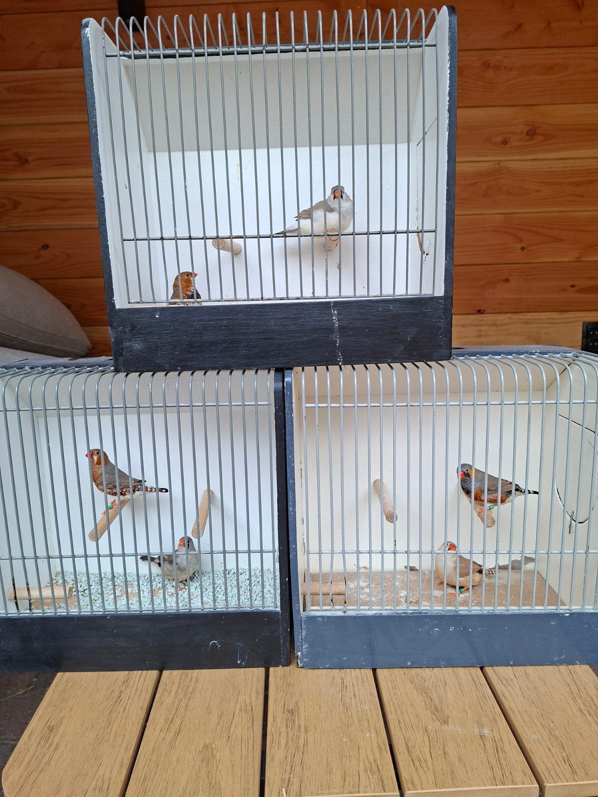 Oranjeborst, Meerdere dieren, Tropenvogel, Geringd