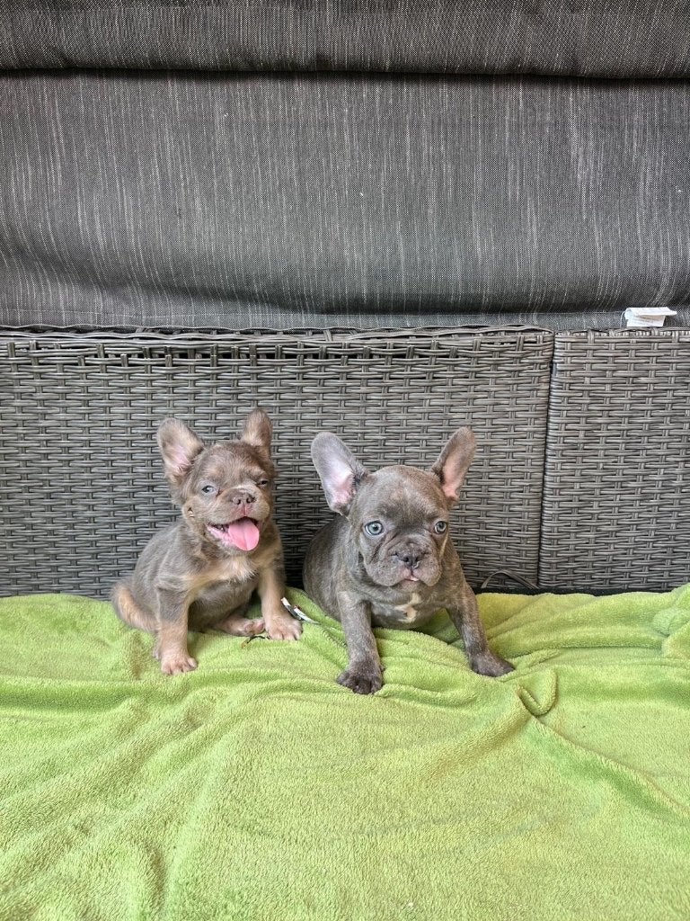 Franse bulldog pups, Dieren en Toebehoren, 8 tot 15 weken, Buitenland, Parvo, Bulldog