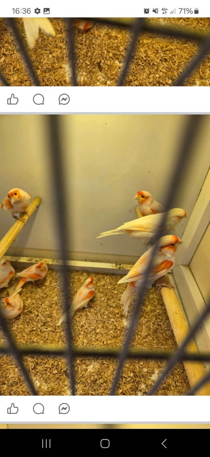 Roodmozaiek kanaries, Dieren en Toebehoren, Vogels | Kanaries, Meerdere dieren, Kleurkanarie