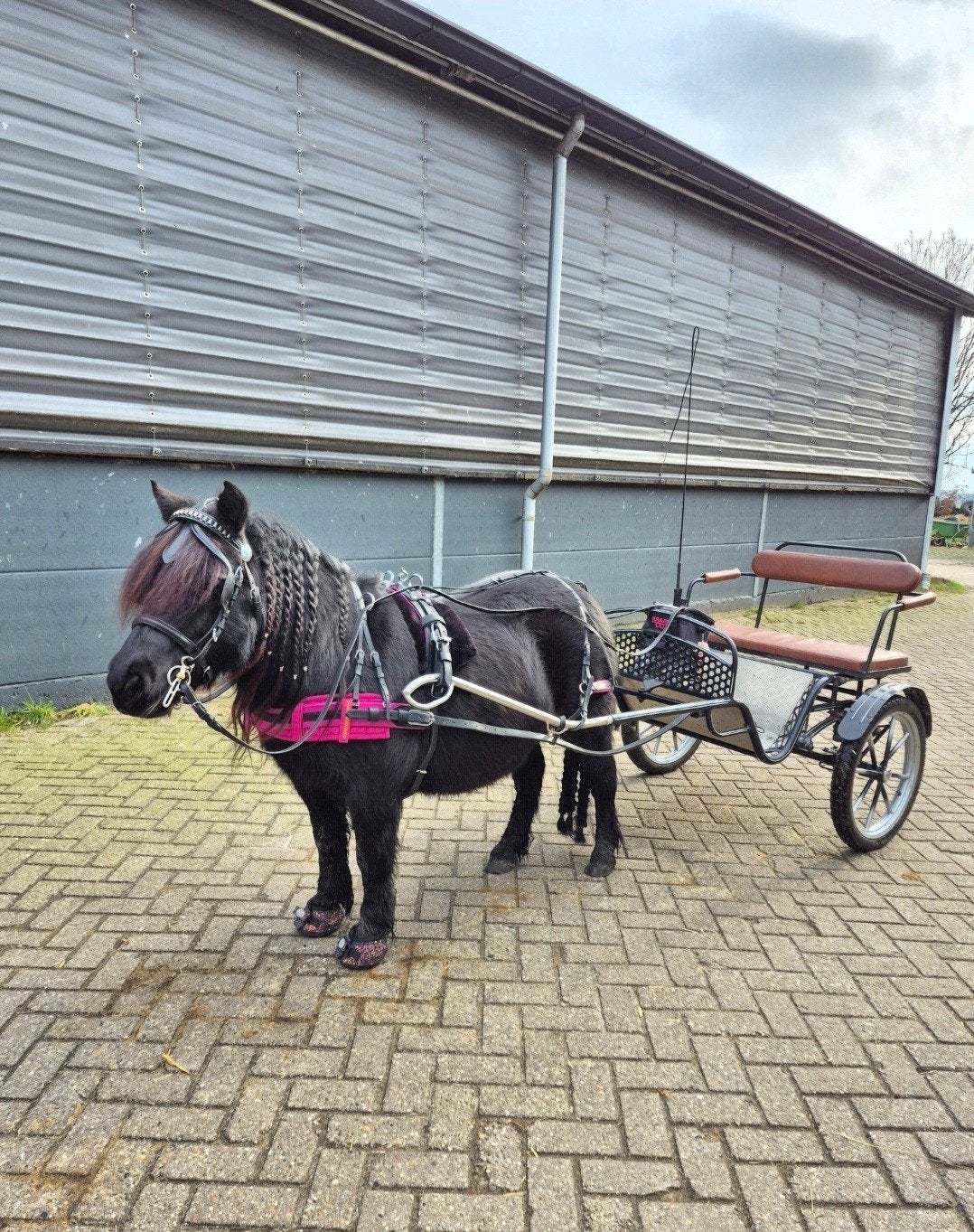 nsps merrie menpony, Merrie, Met stamboom, A pony (tot 1.17m), 11 jaar of ouder