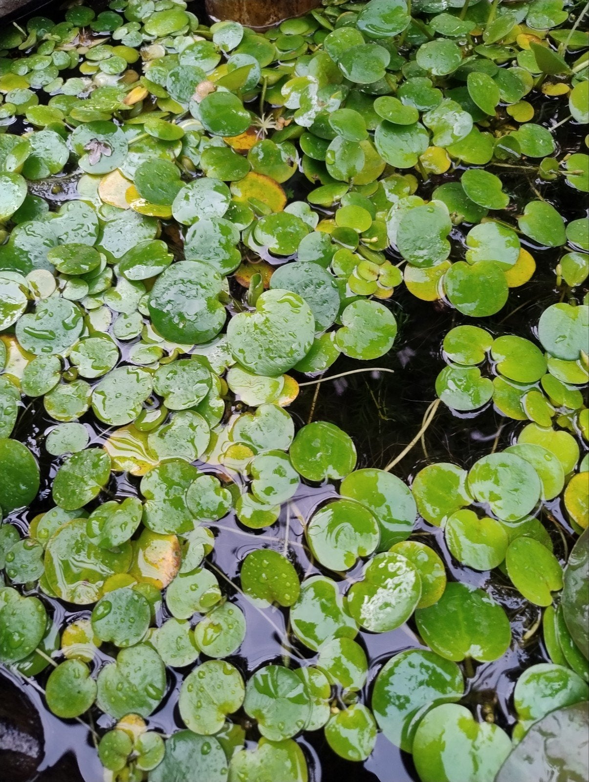 Amerikaanse kikkerbeet (Limnobium spongia) voor vijver of aq, Tuin en Terras, Vijvers, Ophalen, Zo goed als nieuw