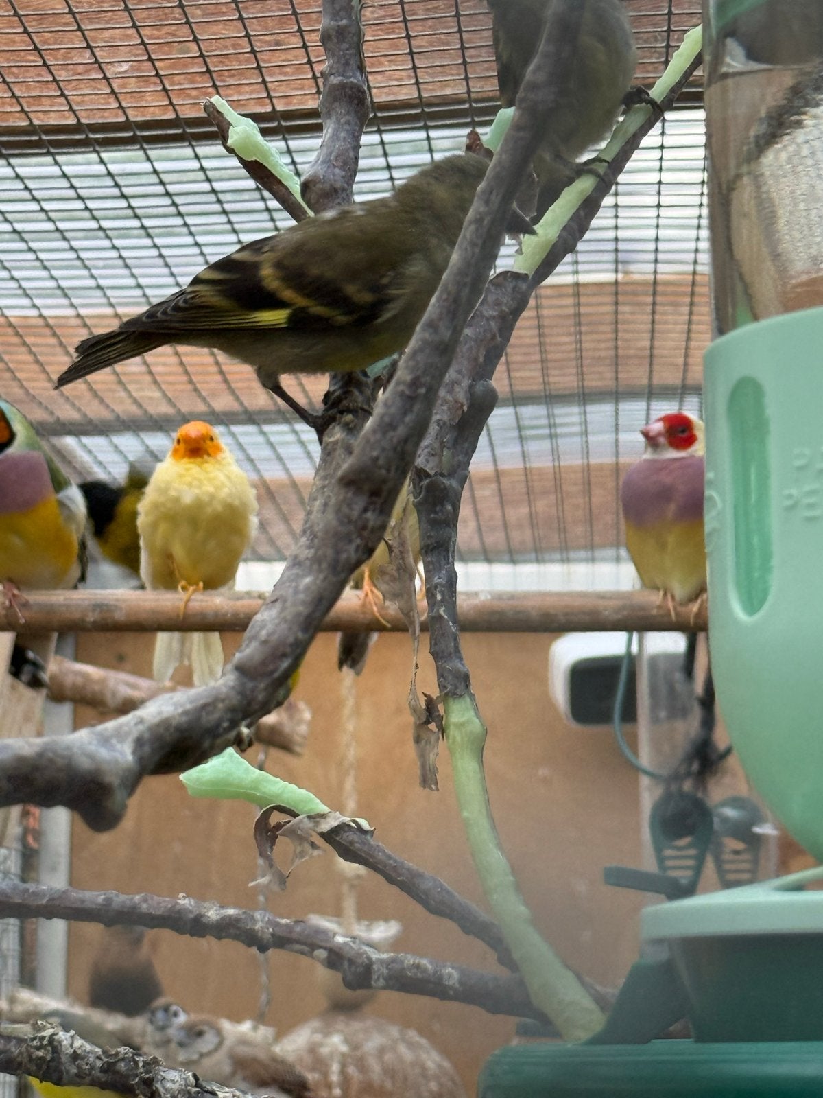 Zwartkopsijsen van 26 poppen, Dieren en Toebehoren, Vrouwelijk, Tropenvogel