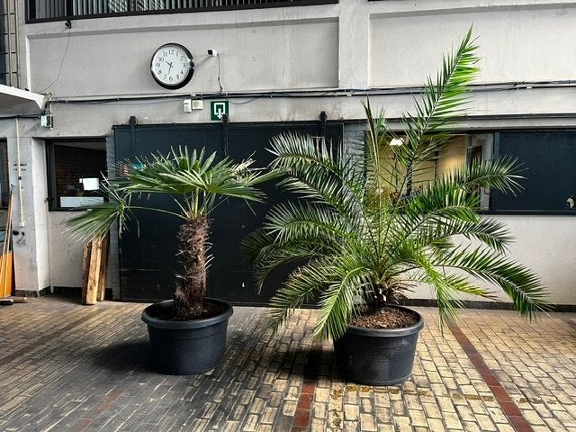 2 prachtige oude palmbomen in grote pot, 100 tot 250 cm, Zomer, Palmboom, Ophalen