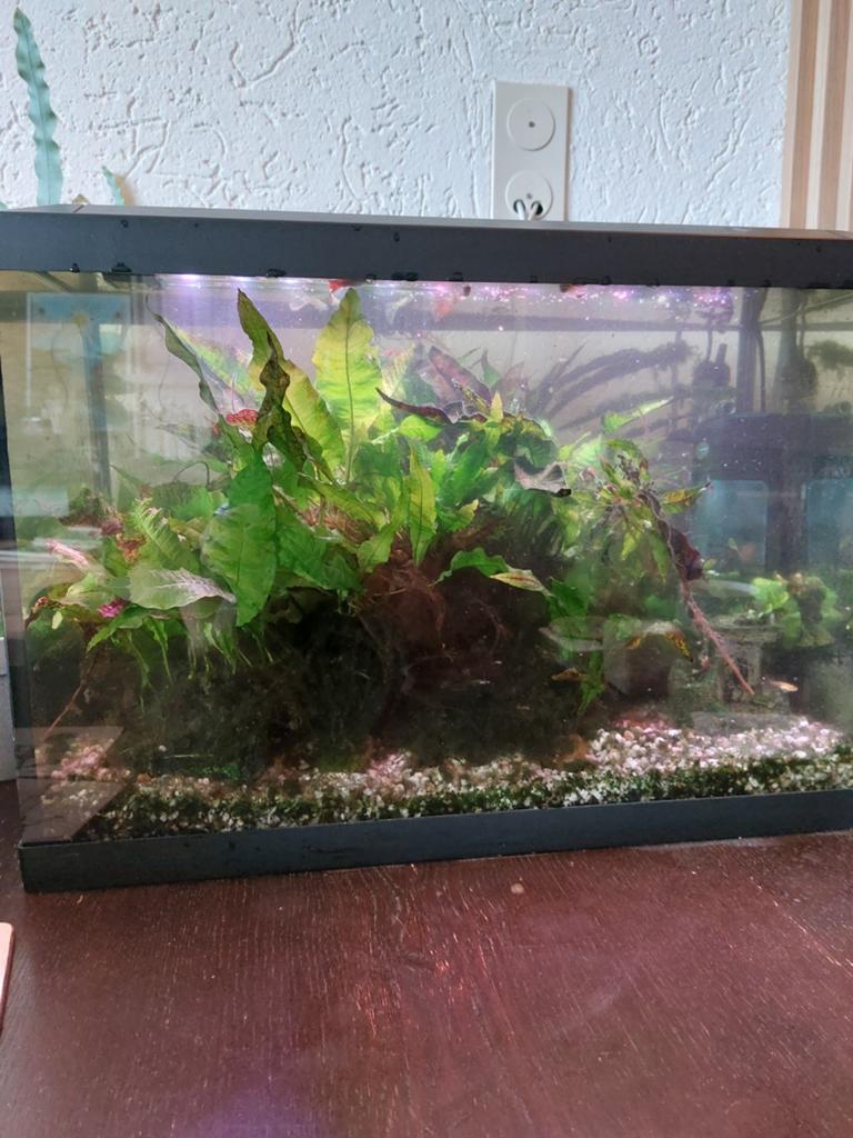 Superfish aquarium 60x32x40, Dieren en Toebehoren, Ophalen, Gebruikt, Gevuld zoetwateraquarium, Superfish