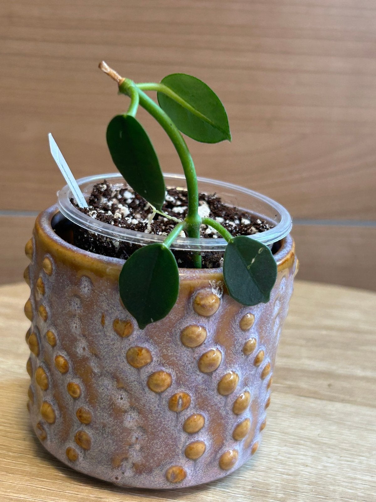 Hoya lithophytica, Huis en Inrichting, Kamerplanten, Ophalen of Verzenden, Halfschaduw, Minder dan 100 cm