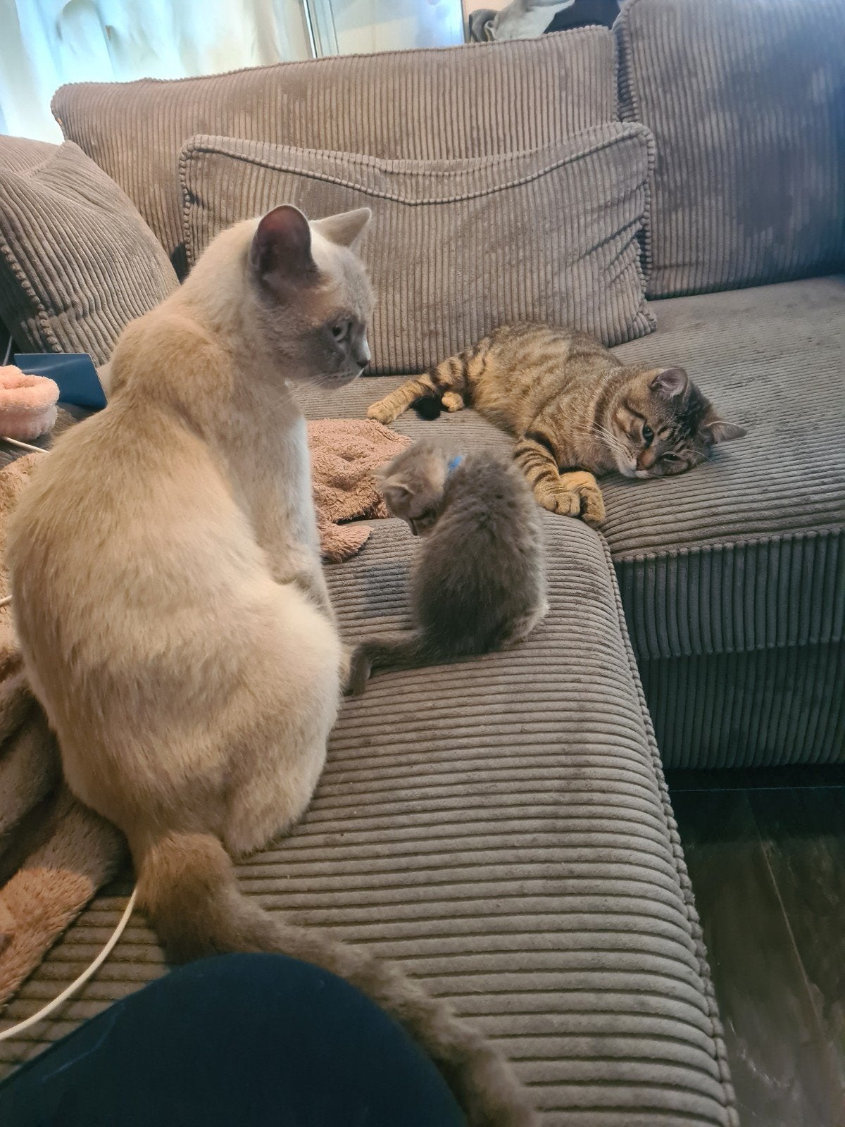 Jasmine & haar 6 kittens zoeken een gouden mandje, Dieren en Toebehoren, Meerdere dieren, Ontwormd, 0 tot 2 jaar