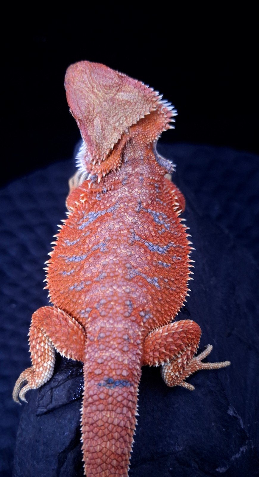 Baardagaam Mannen Red Hypo Blue Bar