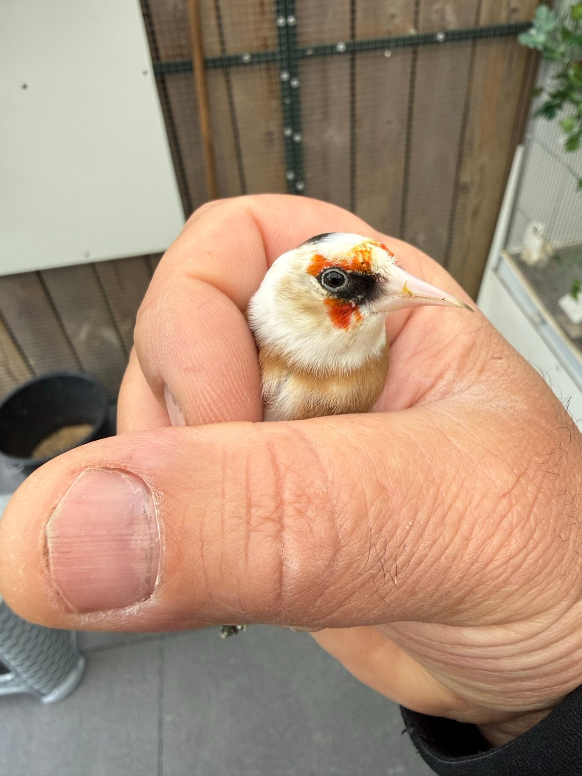 Parva man, Dieren en Toebehoren, Vogels | Overige Vogels, Mannelijk
