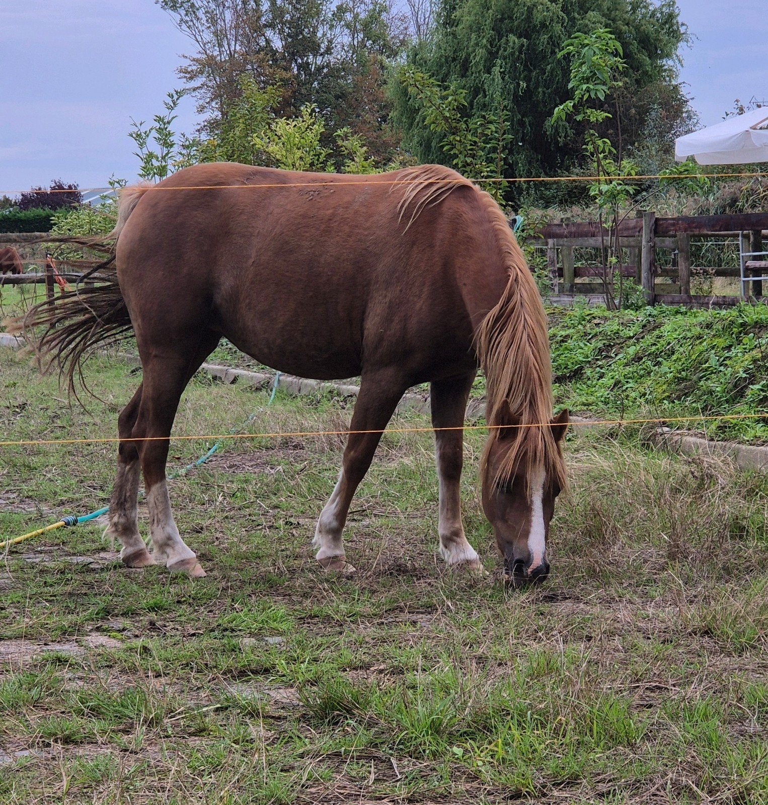 SPOED Zeer brave welsh merrie 5jr 125h/ western zadels 3x, Merrie, B, B pony (1.17m tot 1.27m), 3 tot 6 jaar
