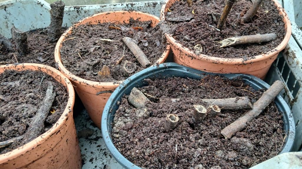 Yacon broedknollen - Steun Voedselbos Emmeloord, Tuin en Terras, Planten | Tuinplanten, Volle zon, Ophalen of Verzenden, Bloeit niet