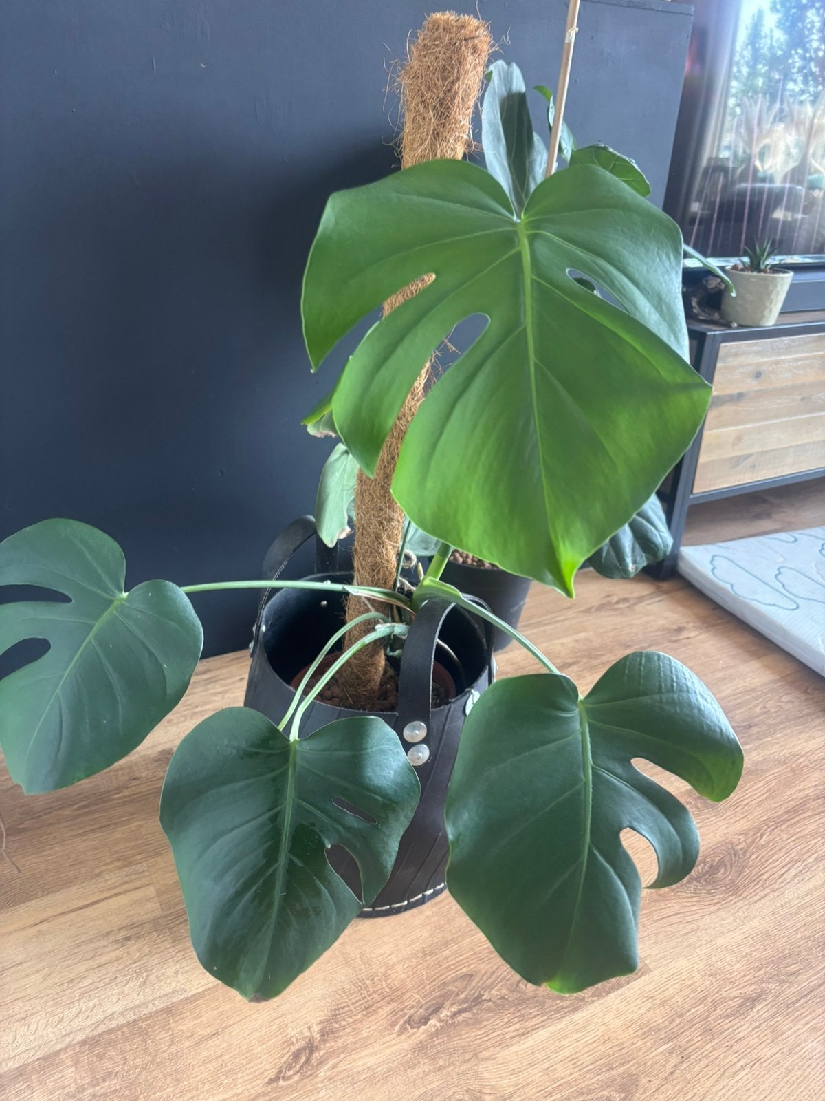Monstera plant, Ophalen, Halfschaduw, Minder dan 100 cm