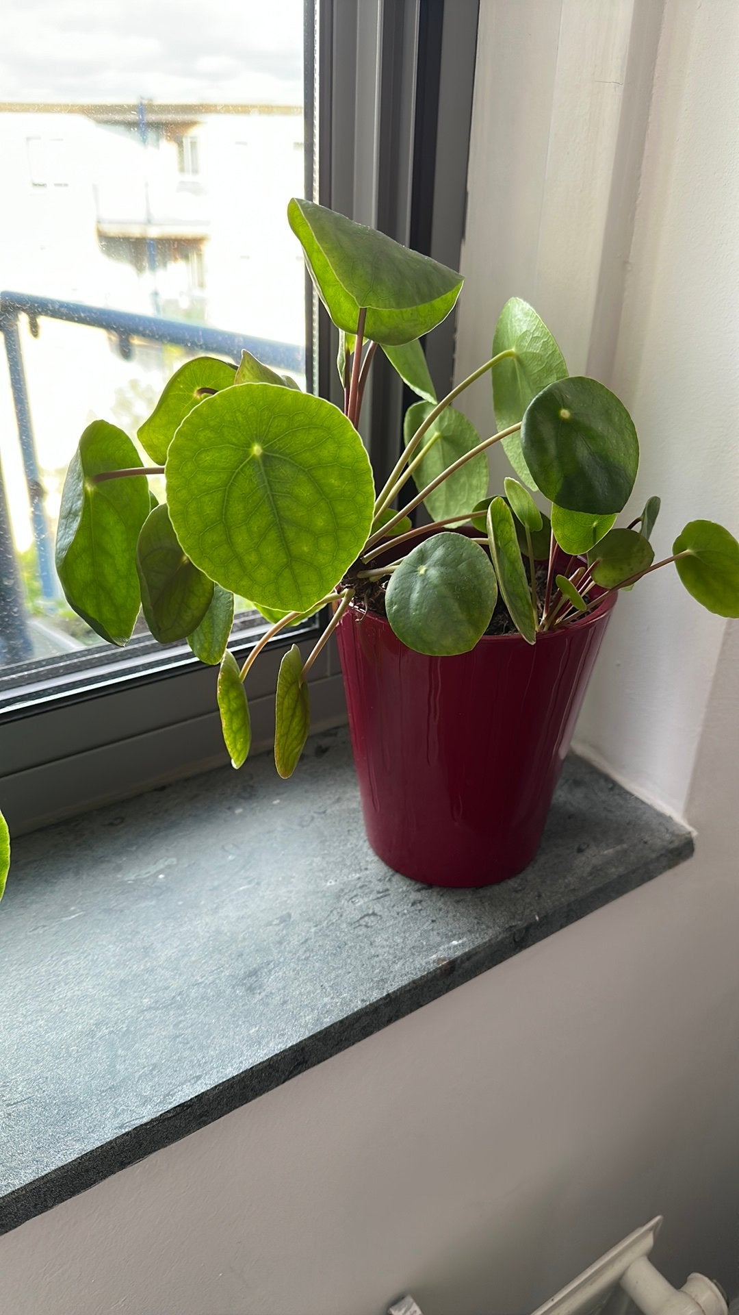 2 stekjes pannekoekplant invlusief pot, In pot, Minder dan 100 cm, Groene kamerplant, Halfschaduw