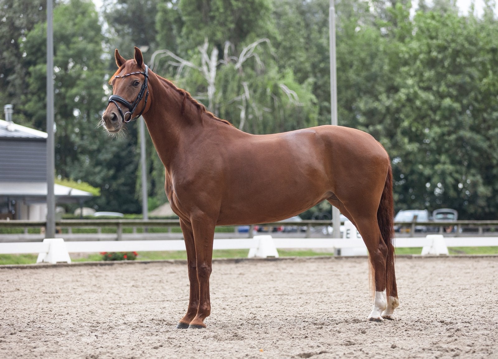 Lieve allround merrie, Dieren en Toebehoren, Merrie, Minder dan 160 cm, Met stamboom, L
