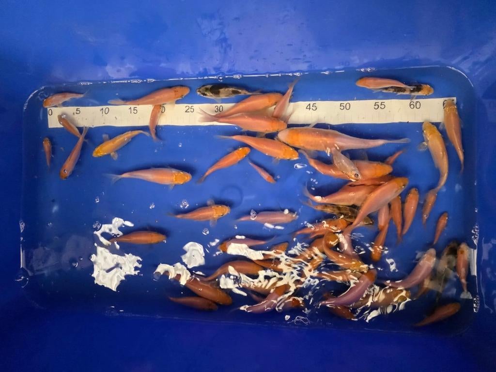 Koi, eigen kweek (Euro Koi)
