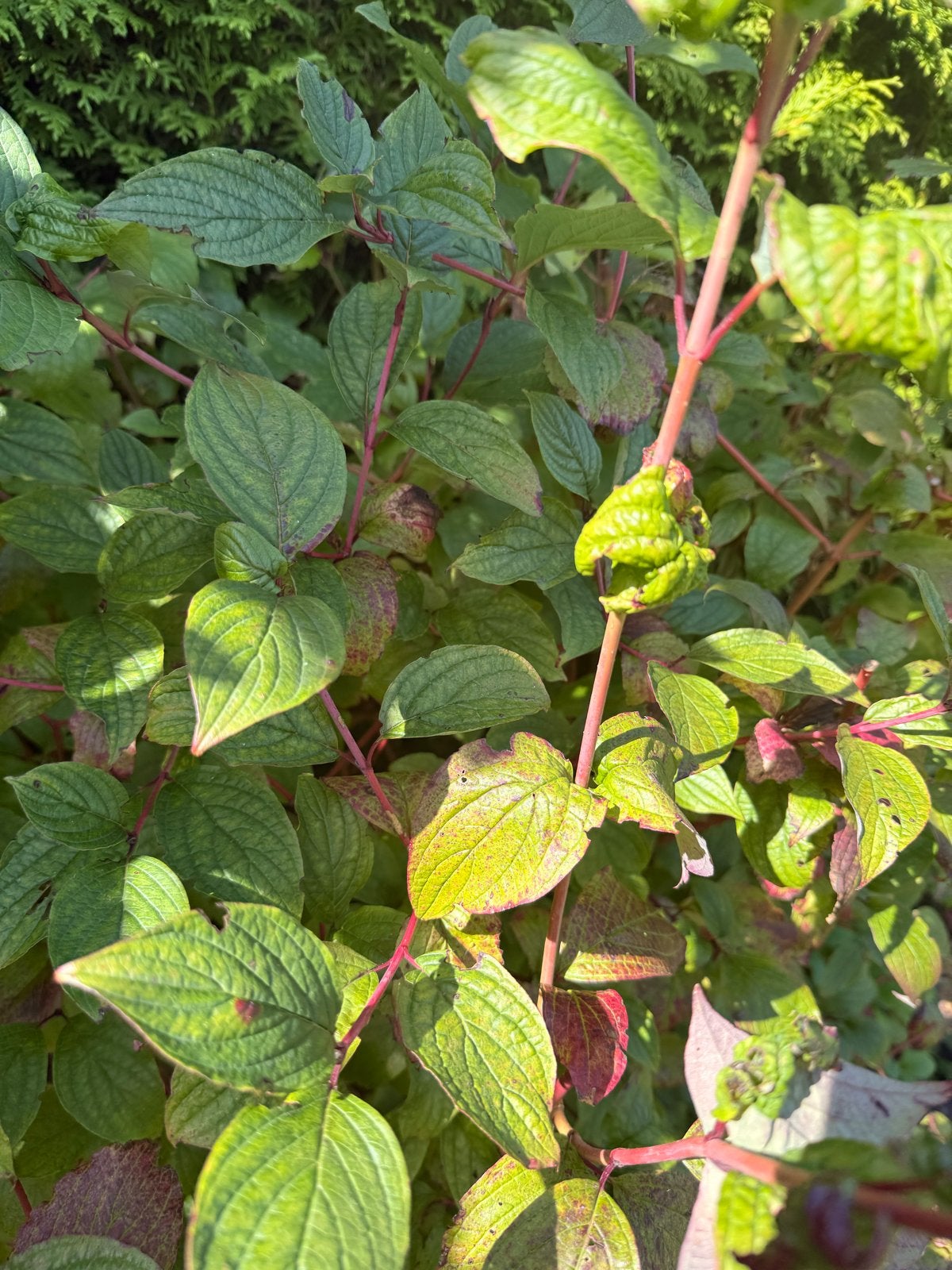 Rode Kornoelje (2 planten) - 160 cm hoog, Tuin en Terras, Planten | Tuinplanten, Vaste plant, Bloeit niet, Halfschaduw, Ophalen