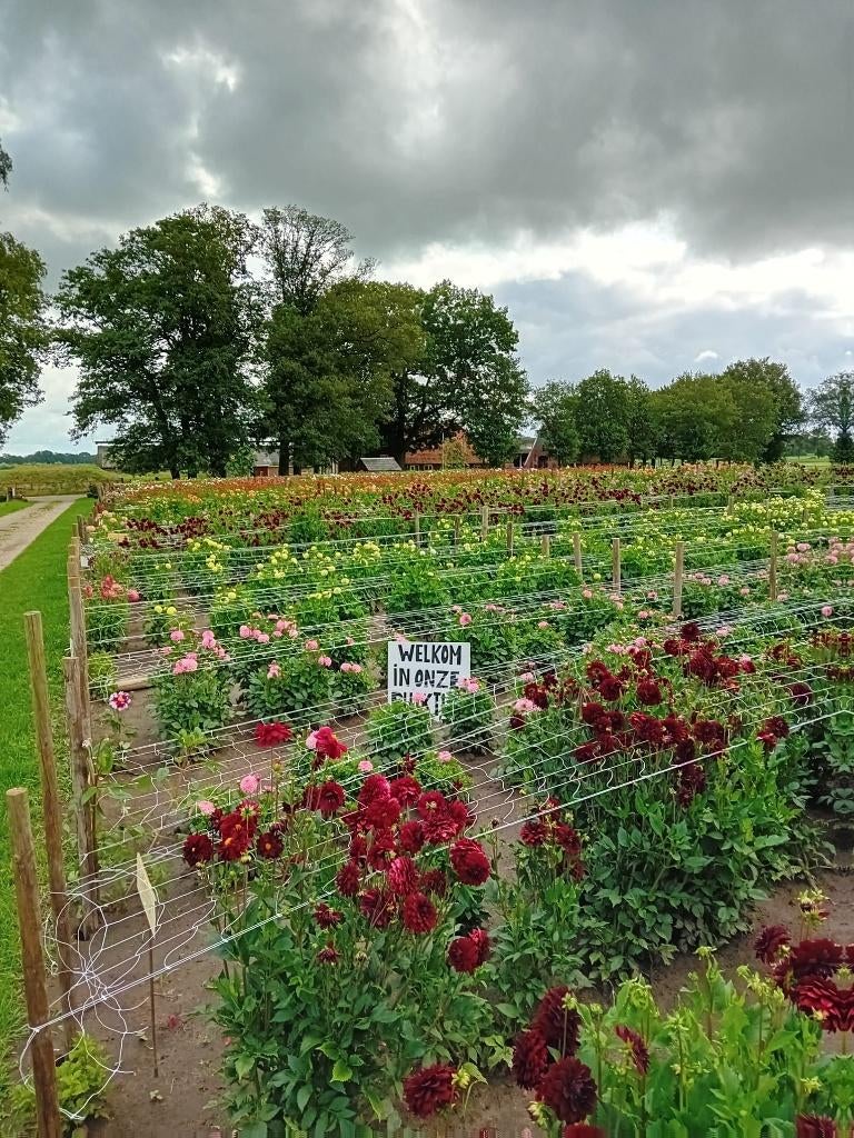 Dahlia Knollen, Ophalen, Voorjaar, Volle zon, Knol