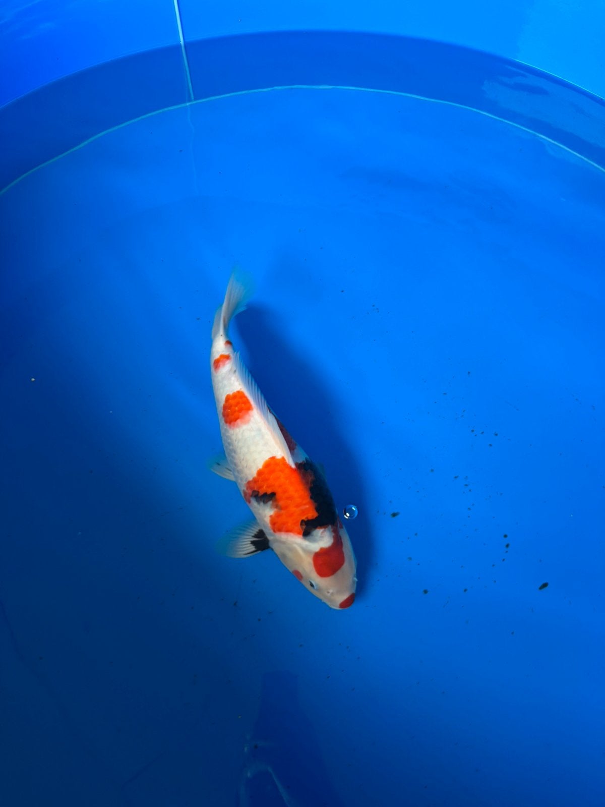 Odakan showa female, Karper of Koi