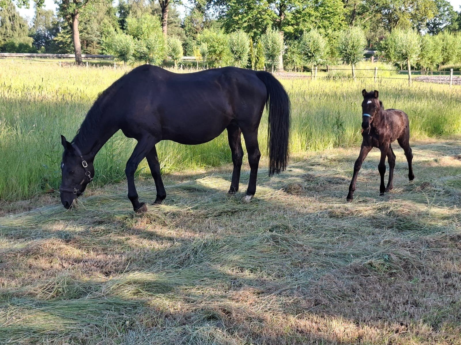 KWPN Merrie met merrieveulen, Dieren en Toebehoren, Paarden en Pony's | Dekhengsten en Fokmerries, Merrie