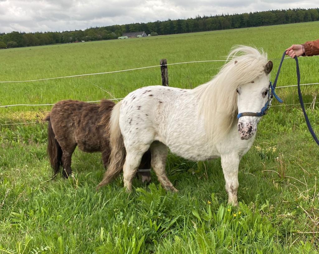 Super brave appaloosa kinderpony merrie., Dieren en Toebehoren, Pony's, Merrie