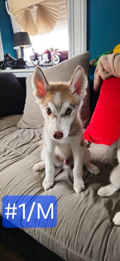 Prachtige Siberische Husky-puppy's, Dieren en Toebehoren, 15 weken tot 1 jaar, Poolhond, Meerdere, Meerdere dieren
