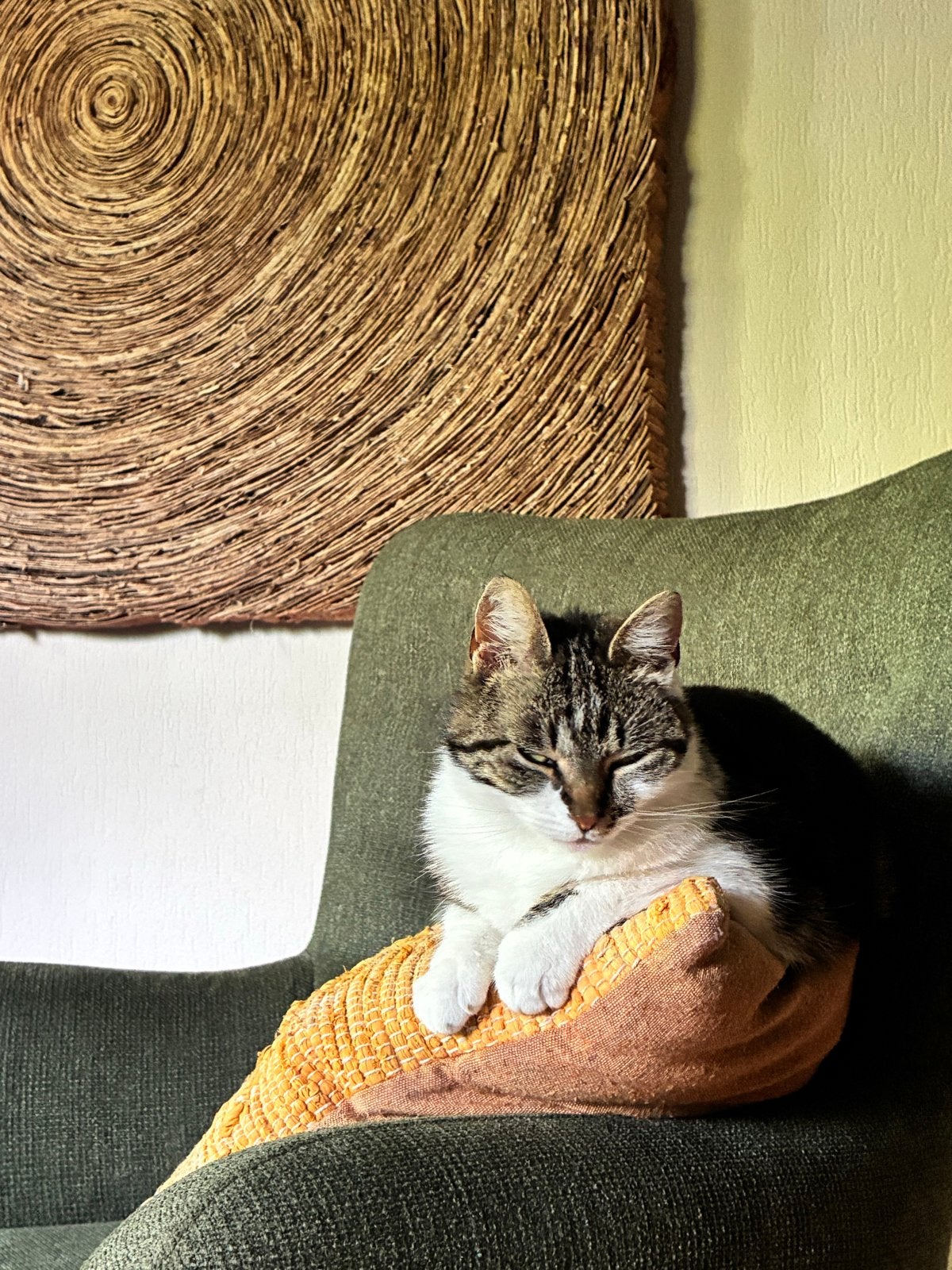 Lieve poes lilly., Poes
