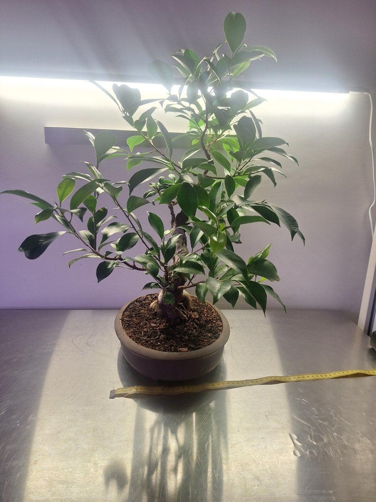 Prachtige Ficus Bonsai - Ideaal voor Binnen, Tuin en Terras, Vaste plant, Bloeit niet, Halfschaduw, Ophalen