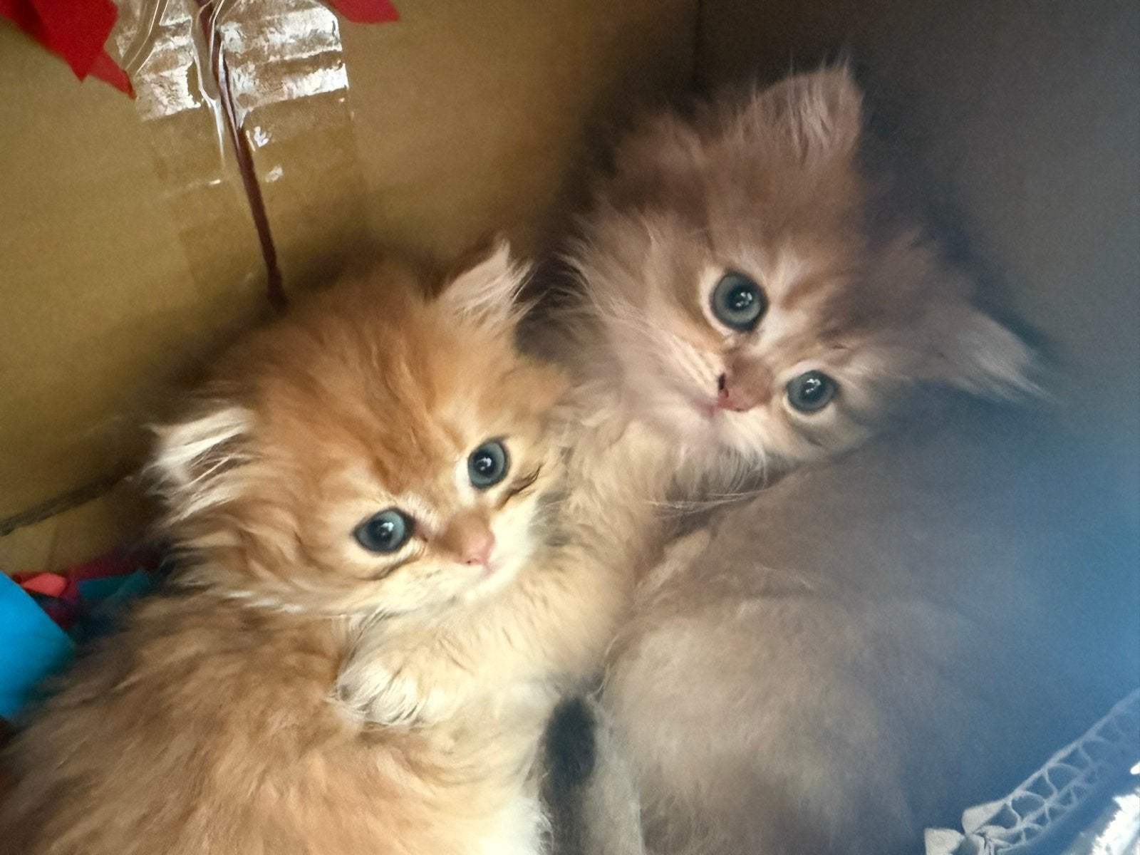 Schattige British kittens zoeken een liefdevol thuis, Dieren en Toebehoren, Meerdere dieren, Gechipt, 0 tot 2 jaar