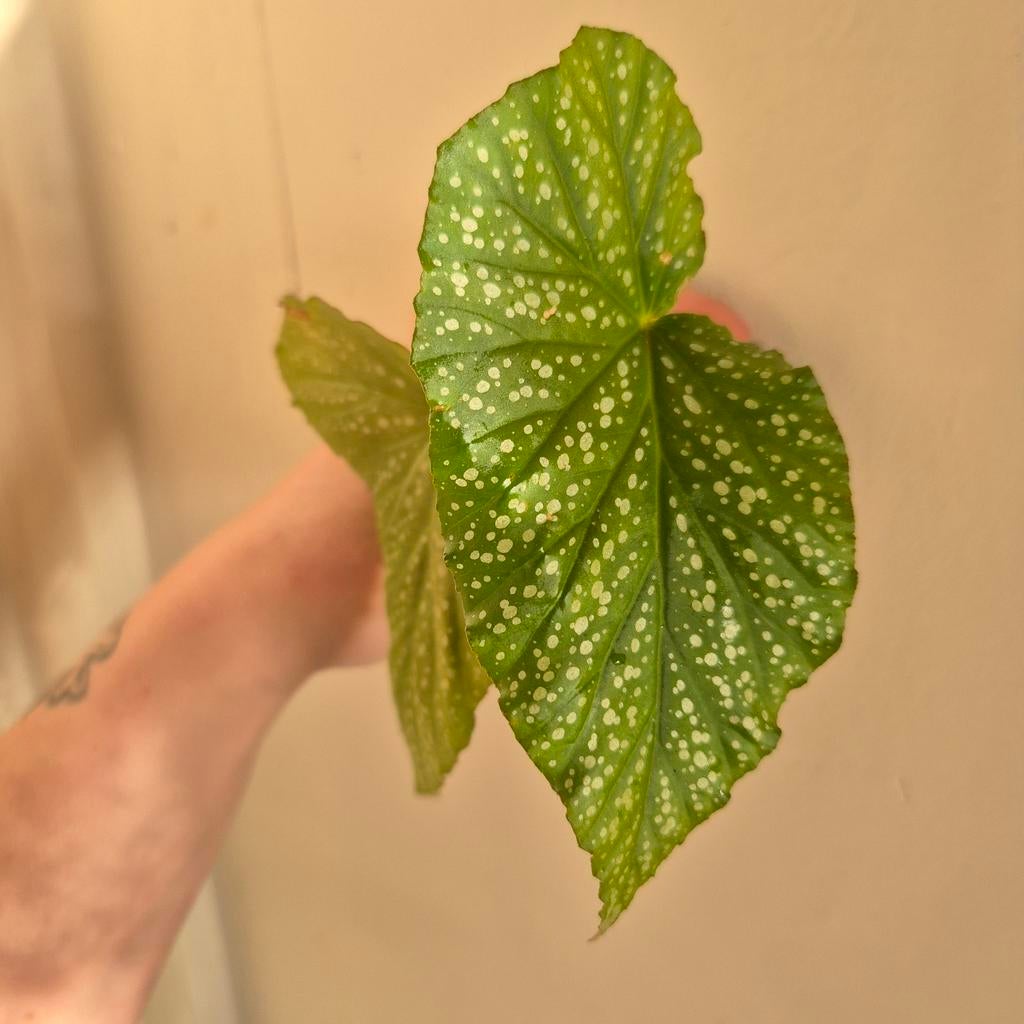 Begonia corallina, Huis en Inrichting, Kamerplanten, Ophalen of Verzenden, Halfschaduw, Minder dan 100 cm