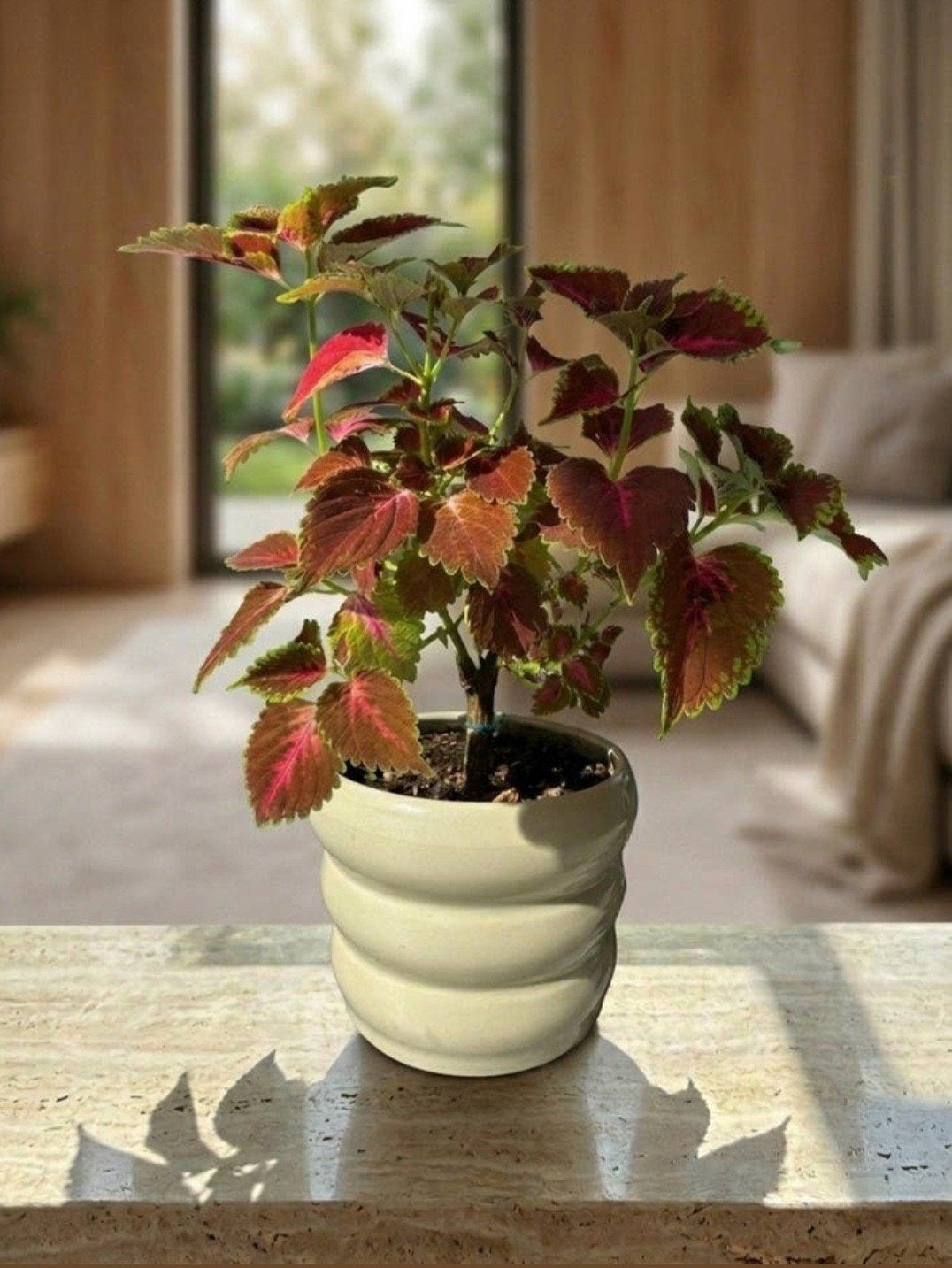 Prachtige Coleus plant in uitstekende staat, Tuin en Terras, Planten | Tuinplanten, Eenjarig, Overige soorten, Halfschaduw, Bloeit niet