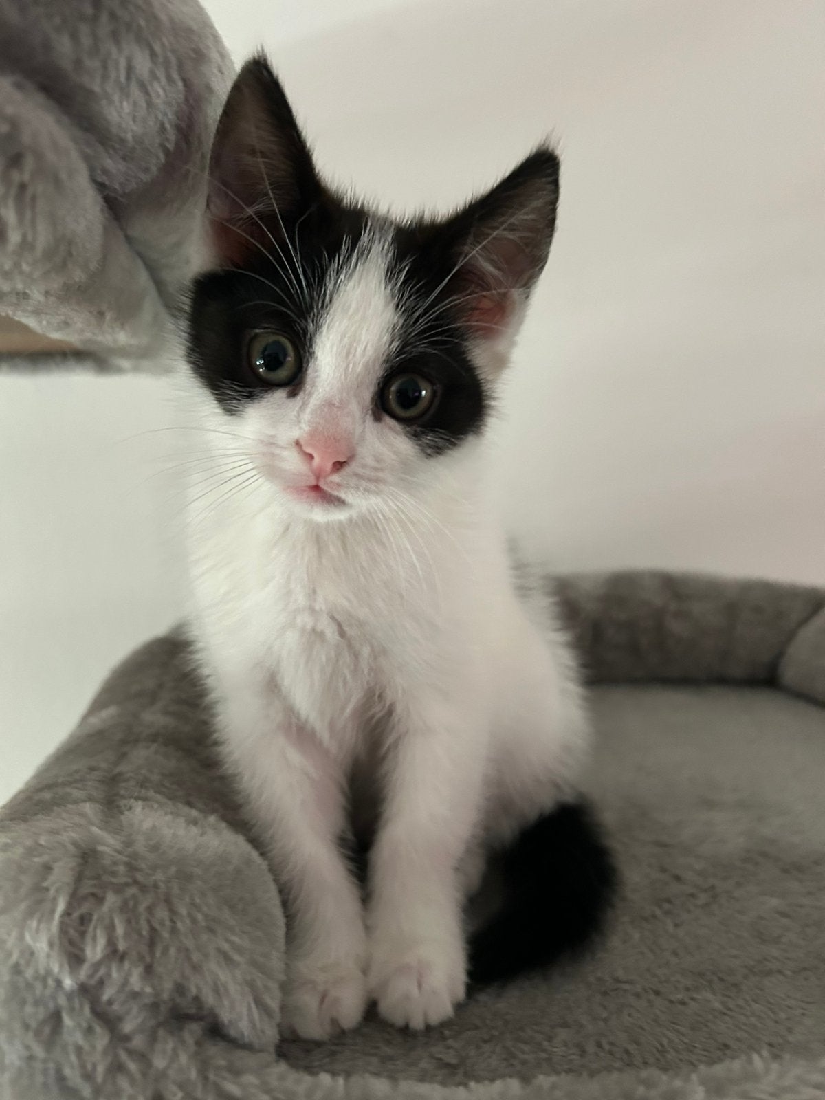 Kitten poes mag het nest verlaten., Poes, Kortharig, 0 tot 2 jaar