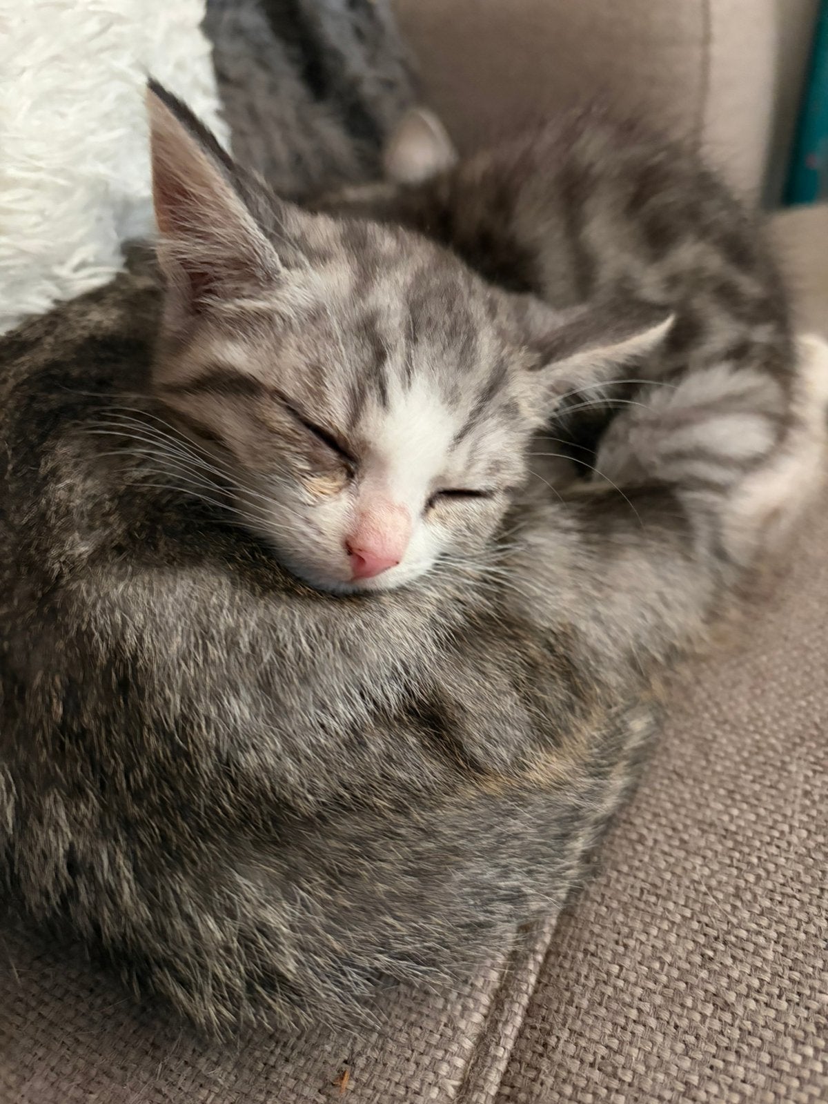 Kittens te koop, Meerdere dieren, Kortharig, 0 tot 2 jaar