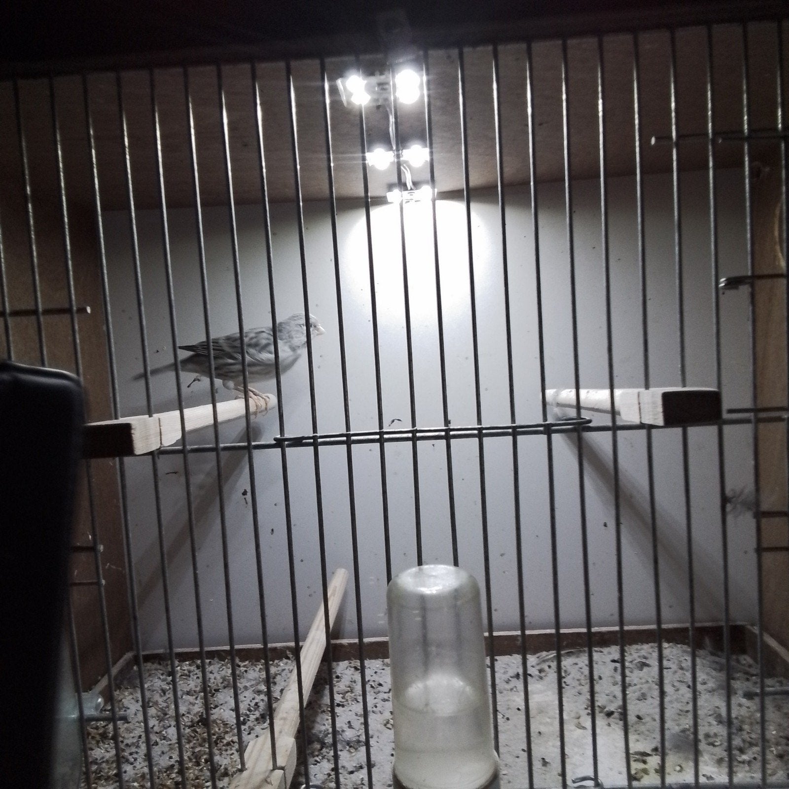 Te koop gevraagd koppel grijs/agaat kanaries, Meerdere dieren, Kleurkanarie